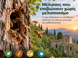 Μέλισσες που επιβιώνουν χωρίς μελισσοκόμο: Τι μας διδάσκουν οι ελεύθερες αποικίες