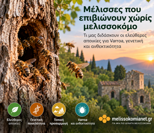 Μέλισσες που επιβιώνουν χωρίς μελισσοκόμο: Τι μας διδάσκουν οι ελεύθερες αποικίες