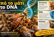 Από το μάτι στο DNA: Η νέα εποχή της γενετικής επιλογής στη μελισσοκομία