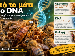 Από το μάτι στο DNA: Η νέα εποχή της γενετικής επιλογής στη μελισσοκομία