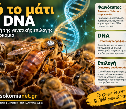 Από το μάτι στο DNA: Η νέα εποχή της γενετικής επιλογής στη μελισσοκομία