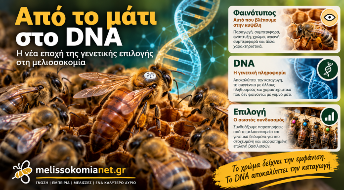 Από το μάτι στο DNA: Η νέα εποχή της γενετικής επιλογής στη μελισσοκομία