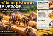 Η «τέλεια μέλισσα» δεν υπάρχει: Τι κερδίζουμε και τι μπορεί να χάσουμε με τη γενετική επιλογή Η Τέλεια Μέλισσα Δεν Υπάρχει