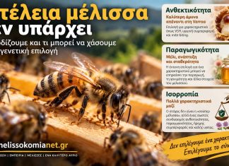 Η «τέλεια μέλισσα» δεν υπάρχει: Τι κερδίζουμε και τι μπορεί να χάσουμε με τη γενετική επιλογή Η Τέλεια Μέλισσα Δεν Υπάρχει