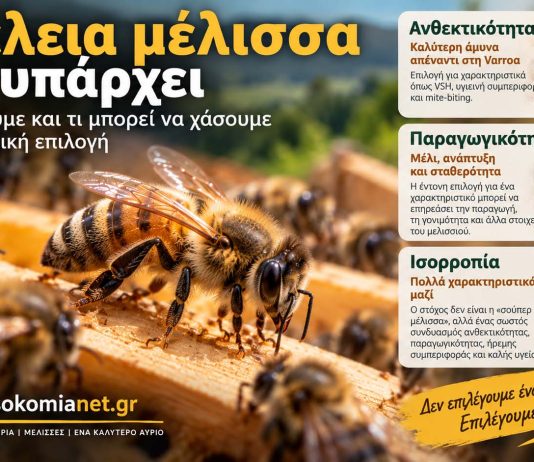 Η «τέλεια μέλισσα» δεν υπάρχει: Τι κερδίζουμε και τι μπορεί να χάσουμε με τη γενετική επιλογή Η Τέλεια Μέλισσα Δεν Υπάρχει
