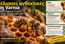 Μέλισσες ανθεκτικές στη Varroa: Μπορεί η γενετική επιλογή να αλλάξει τη μελισσοκομία;