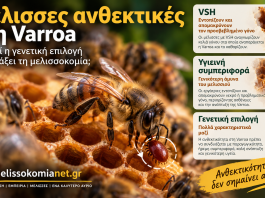 Μέλισσες ανθεκτικές στη Varroa: Μπορεί η γενετική επιλογή να αλλάξει τη μελισσοκομία;