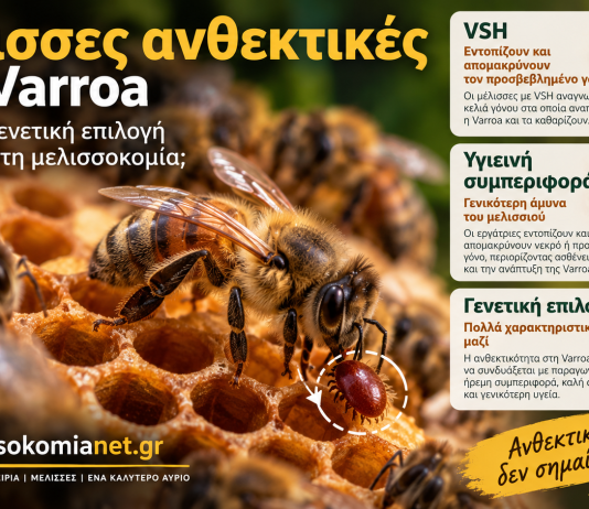 Μέλισσες ανθεκτικές στη Varroa: Μπορεί η γενετική επιλογή να αλλάξει τη μελισσοκομία;